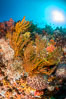 Underwater Reef with Invertebrates, Gorgonians, Coral Polyps, Sea of Cortez, Baja California. Mikes Reef, Mexico. Image #33495