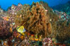 Black coral on Healthy Coral Reef, Antipatharia, Sea of Cortez. Baja California, Mexico. Image #33503