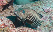 Panama Graysby Epinephelus panamensis, Sea of Cortez. Punta Alta, Baja California, Mexico. Image #33724