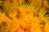 Orange Cup Coral, Tubastrea coccinea, Sea of Cortez, Mexico. Isla Cayo, Baja California. Image #33765