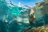 Sea Lions Underwater at Lobera San Rafaelito, Sea of Cortez. Baja California, Mexico. Image #33835