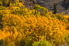 Turning aspen trees in Autumn, South Fork of Bishop Creek Canyon. Bishop Creek Canyon, Sierra Nevada Mountains, California, USA. Image #34157