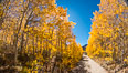 Turning aspen trees in Autumn, South Fork of Bishop Creek Canyon. Bishop Creek Canyon, Sierra Nevada Mountains, California, USA. Image #34159