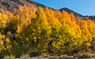 Turning aspen trees in Autumn, South Fork of Bishop Creek Canyon. Bishop Creek Canyon, Sierra Nevada Mountains, California, USA. Image #34160