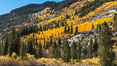 Turning aspen trees in Autumn, South Fork of Bishop Creek Canyon. Bishop Creek Canyon, Sierra Nevada Mountains, California, USA. Image #34162