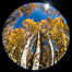 Turning aspen trees in Autumn, South Fork of Bishop Creek Canyon. Bishop Creek Canyon, Sierra Nevada Mountains, California, USA. Image #34164