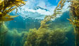 Dive boat Magician and kelp forest. Giant kelp, the fastest growing plant on Earth, reaches from the rocky bottom to the ocean's surface like a submarine forest. Catalina Island, California, USA. Image #34165