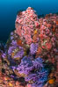 Submarine Reef with Hydrocoral and Invertebrates, Farnsworth Banks, Catalina Island. California, USA. Image #34187