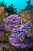 Submarine Reef with Hydrocoral and Invertebrates, Farnsworth Banks, Catalina Island. California, USA. Image #34194