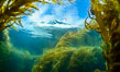 Dive boat Magician and kelp forest. Giant kelp, the fastest growing plant on Earth, reaches from the rocky bottom to the ocean's surface like a submarine forest. Catalina Island, California, USA. Image #34195