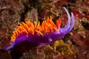 Spanish shawl nudibranch. San Diego, California, USA. Image #34201
