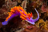 Spanish shawl nudibranch. San Diego, California, USA. Image #34202