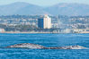 Gray whale, on southern migration to calving lagoons in Baja. San Diego, California, USA. Image #34230