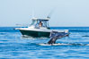 Gray whale raising fluke before diving, on southern migration to calving lagoons in Baja. San Diego, California, USA. Image #34232