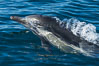 Common Dolphin Breaching the Ocean Surface. San Diego, California, USA. Image #34234