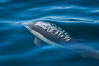 Common Dolphin Breaching the Ocean Surface. San Diego, California, USA. Image #34235
