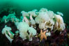 Giant Plumose Anemones cover underwater reef, Browning Pass, northern Vancouver Island, Canada. British Columbia. Image #34326