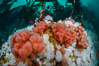 Pink Soft Coral (Gersemia Rubiformis), and Plumose Anemones (Metridium senile) cover the ocean reef, Browning Pass, Vancouver Island. British Columbia, Canada. Image #34330