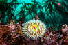 The Fish Eating Anemone Urticina piscivora, a large colorful anemone found on the rocky underwater reefs of Vancouver Island, British Columbia. Canada. Image #34331