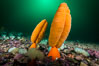 Fleshy Sea Pen, Ptilosarcus gurneyi, Vancouver Island. British Columbia, Canada. Image #34334