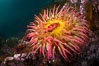 The Fish Eating Anemone Urticina piscivora, a large colorful anemone found on the rocky underwater reefs of Vancouver Island, British Columbia. Canada. Image #34337