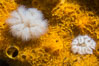 White Plumose anemones Metridium senile and Yellow Sulphur Sponge, Vancouver Island. British Columbia, Canada. Image #34366