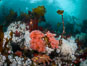 Colorful anemones and soft corals, bryozoans and kelp cover the rocky reef in a kelp forest near Vancouver Island and the Queen Charlotte Strait.  Strong currents bring nutrients to the invertebrate life clinging to the rocks. British Columbia, Canada. Image #34378