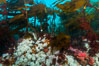 Plumose anemones and Bull Kelp on British Columbia marine reef, Browning Pass, Vancouver Island, Canada. Image #34384
