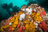 Colorful Metridium anemones, pink Gersemia soft corals, yellow suphur sponges cover the rocky reef in a kelp forest near Vancouver Island and the Queen Charlotte Strait.  Strong currents bring nutrients to the invertebrate life clinging to the rocks. British Columbia, Canada. Image #34396