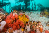 Rich invertebrate life on British Columbia marine reef. Plumose anemones, yellow sulphur sponges and pink soft corals,  Browning Pass, Vancouver Island, Canada. Image #34398