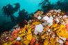 Colorful Metridium anemones, pink Gersemia soft corals, yellow suphur sponges cover the rocky reef in a kelp forest near Vancouver Island and the Queen Charlotte Strait.  Strong currents bring nutrients to the invertebrate life clinging to the rocks. British Columbia, Canada. Image #34448