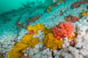 Rich invertebrate life on British Columbia marine reef. Plumose anemones, yellow sulphur sponges and pink soft corals,  Browning Pass, Vancouver Island, Canada. Image #34451