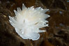 Alabaster Nudibranch, white-lined dirona, Dirona albolineata, Vancouver Island. British Columbia, Canada. Image #34458