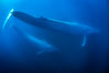 Blue whales, adult and juvenile (likely mother and calf), swimming together side by side underwater in the open ocean. San Diego, California, USA. Image #34568