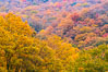 Blue Ridge Parkway Fall Colors, Asheville, North Carolina. USA. Image #34643
