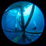 Oil Rig Ellen and Elly, Underwater Structure. Long Beach, California, USA. Image #34655