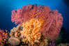 Plexauridae sea fan or gorgonian on coral reef. This gorgonian is a type of colonial alcyonacea soft coral that filters plankton from passing ocean currents. Vatu I Ra Passage, Bligh Waters, Viti Levu Island, Fiji. Image #34712