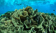 Spectacular display of pristine cabbage coral, Turbinaria reniformis, in Nigali Pass on Gao Island, Fiji. Nigali Passage, Gau Island, Lomaiviti Archipelago. Image #34714