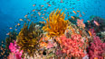 Brilliantlly colorful coral reef, with swarms of anthias fishes and soft corals, Fiji. Image #34717