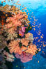 Brilliantlly colorful coral reef, with swarms of anthias fishes and soft corals, Fiji. Bligh Waters. Image #34720