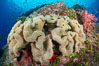 Sarcophyton leather coral on coral reef, Fiji. Gau Island, Lomaiviti Archipelago. Image #34724