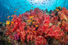 Brilliantlly colorful coral reef, with swarms of anthias fishes and soft corals, Fiji. Namena Marine Reserve, Namena Island. Image #34727
