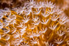 Sarcophyton leather coral polyp detail, close up view, Fiji. Namena Marine Reserve, Namena Island. Image #34730