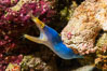 Blue ribbon eel, Rhinomuraena quaesita, leafnose moray eel, Fiji. Namena Marine Reserve, Namena Island. Image #34732