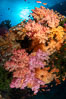 Colorful and exotic coral reef in Fiji, with soft corals, hard corals, anthias fishes, anemones, and sea fan gorgonians. Image #34739