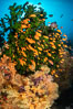 Anthias fish school around green fan coral, Fiji. Image #34740