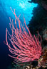 Red whip coral, Ellisella ceratophyta, Fiji. Namena Marine Reserve, Namena Island. Image #34748