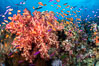 Brilliantlly colorful coral reef, with swarms of anthias fishes and soft corals, Fiji. Bligh Waters. Image #34751