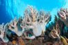 Sinularia flexibilis finger leather soft coral, Fiji. Namena Marine Reserve, Namena Island. Image #34755