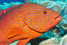 Coral Hind, Cephalopholis miniata, also known as Coral Trout and Coral Grouper, Fiji. Namena Marine Reserve, Namena Island. Image #34757